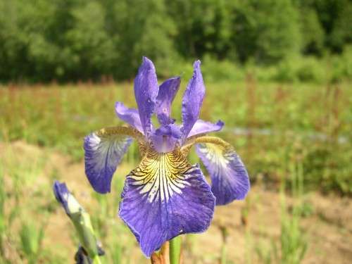 Iris - sibirica Ottawa